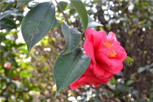 西双版纳卫生学校|西双版纳卫校是公办还是民办院校