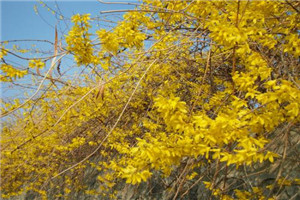 凤冈县中等职业学校网站首页