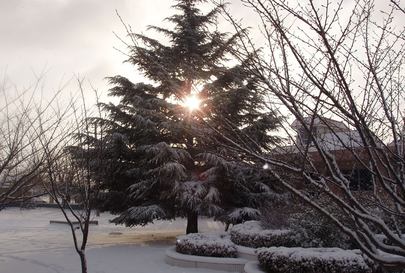 青岛市平度市旧店镇旧店小学图片