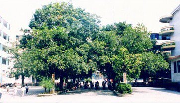 茂名市信宜市第一小学（信宜一小）图片