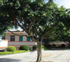 珠江市斗门镇初级中学图片