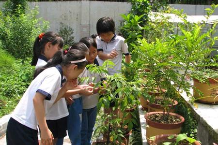 东莞市东城第八小学图片