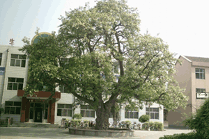 武城县一中|第一中学(武城一中)图片