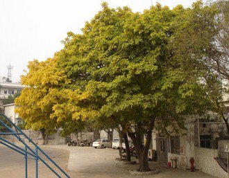 佛山顺德区里海初级中学图片