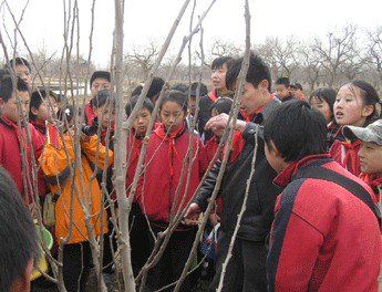 大兴区安定镇中心小学图片