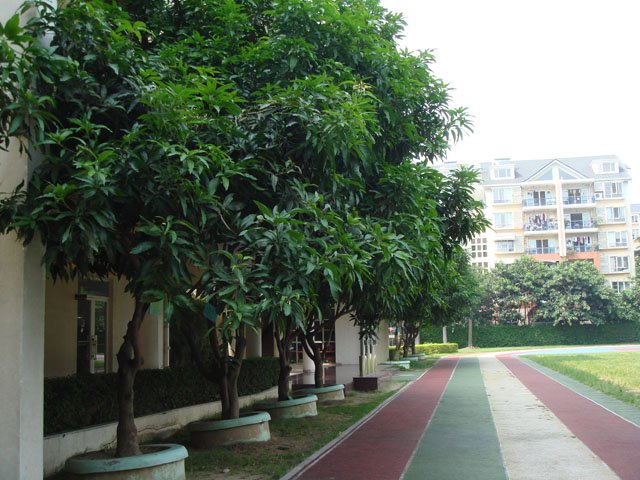 深圳市龙岗区花城小学图片