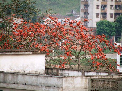 高州市三中|第三中学图片