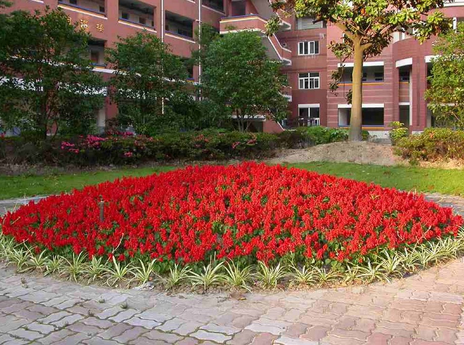 上海复兴高级中学图片