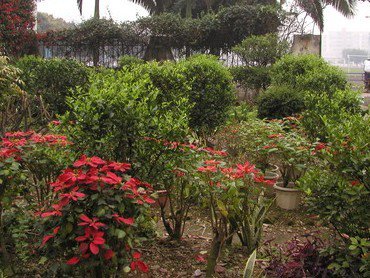 佛山市顺德大良实验中学图片