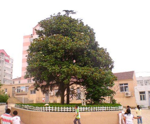 青岛基隆路小学图片