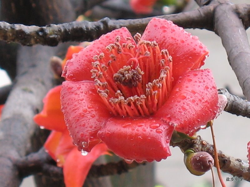 佛山市南海区盐步中学图片