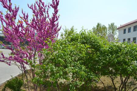 威海市海埠小学图片