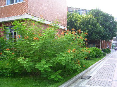 深圳市沙头角中学图片