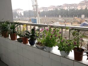 成都市蜀汉外国语实验小学图片