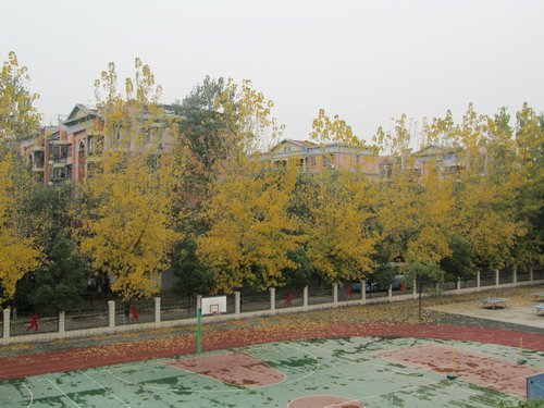 武汉市武昌楚才实验中学图片