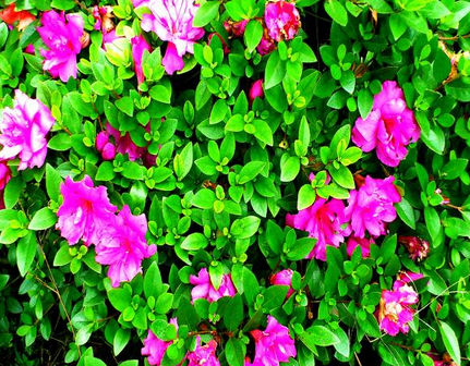 衡阳市欧阳遇实验中学图片